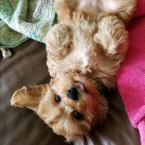 Meet your Posher, Alana